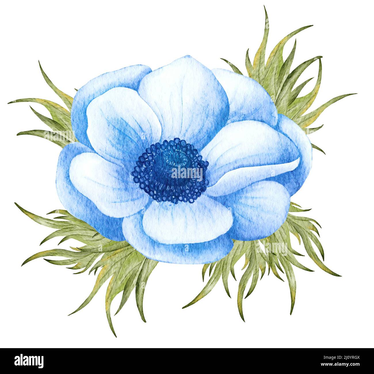 Acquerello dipinto fiore Anemone. Illustrazione di un anemone di nozze blu Foto Stock