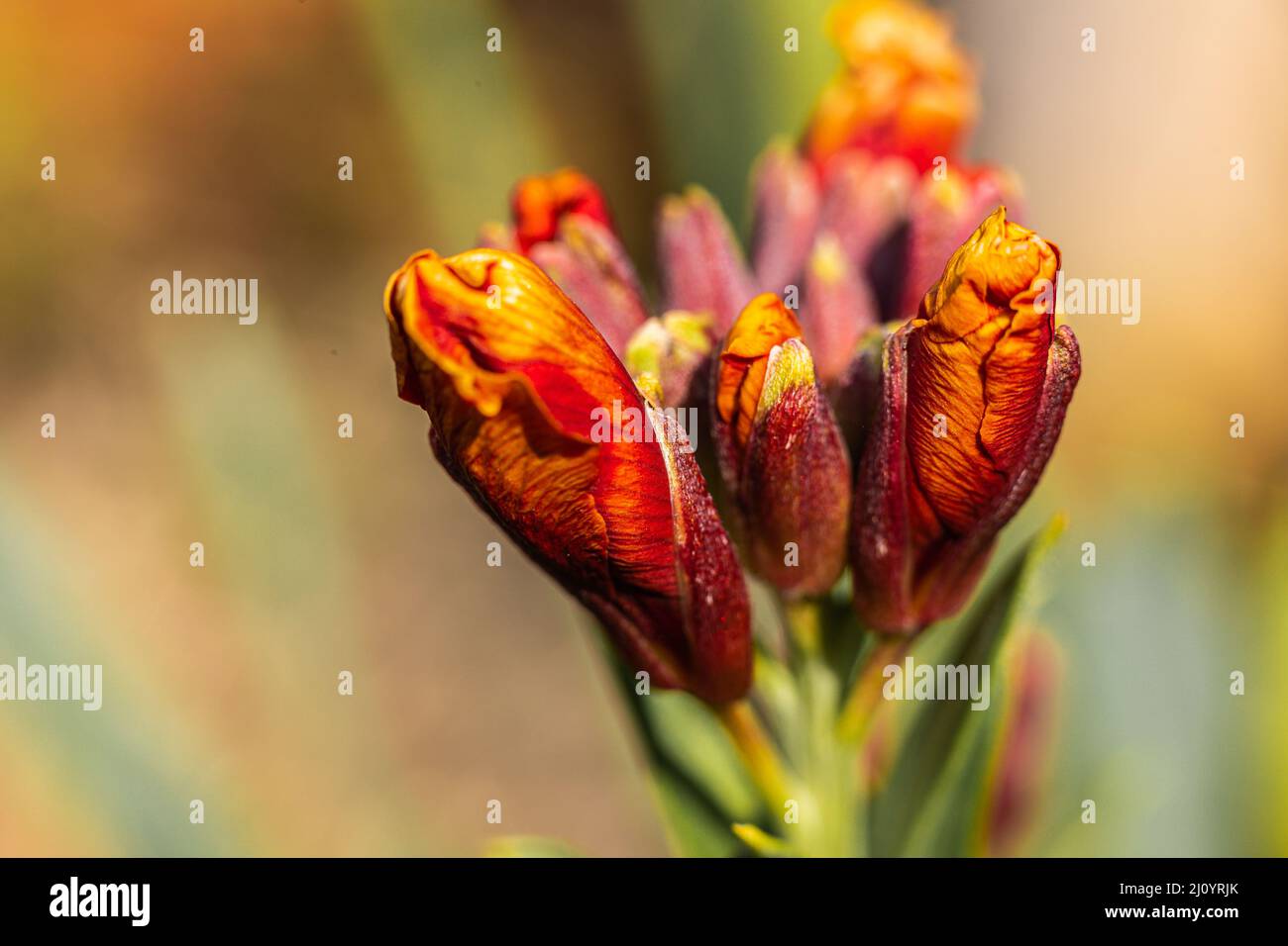 Erysimum - Wallflower Re fuoco pronto a scoppiare a colori in una giornata di primavera Foto Stock