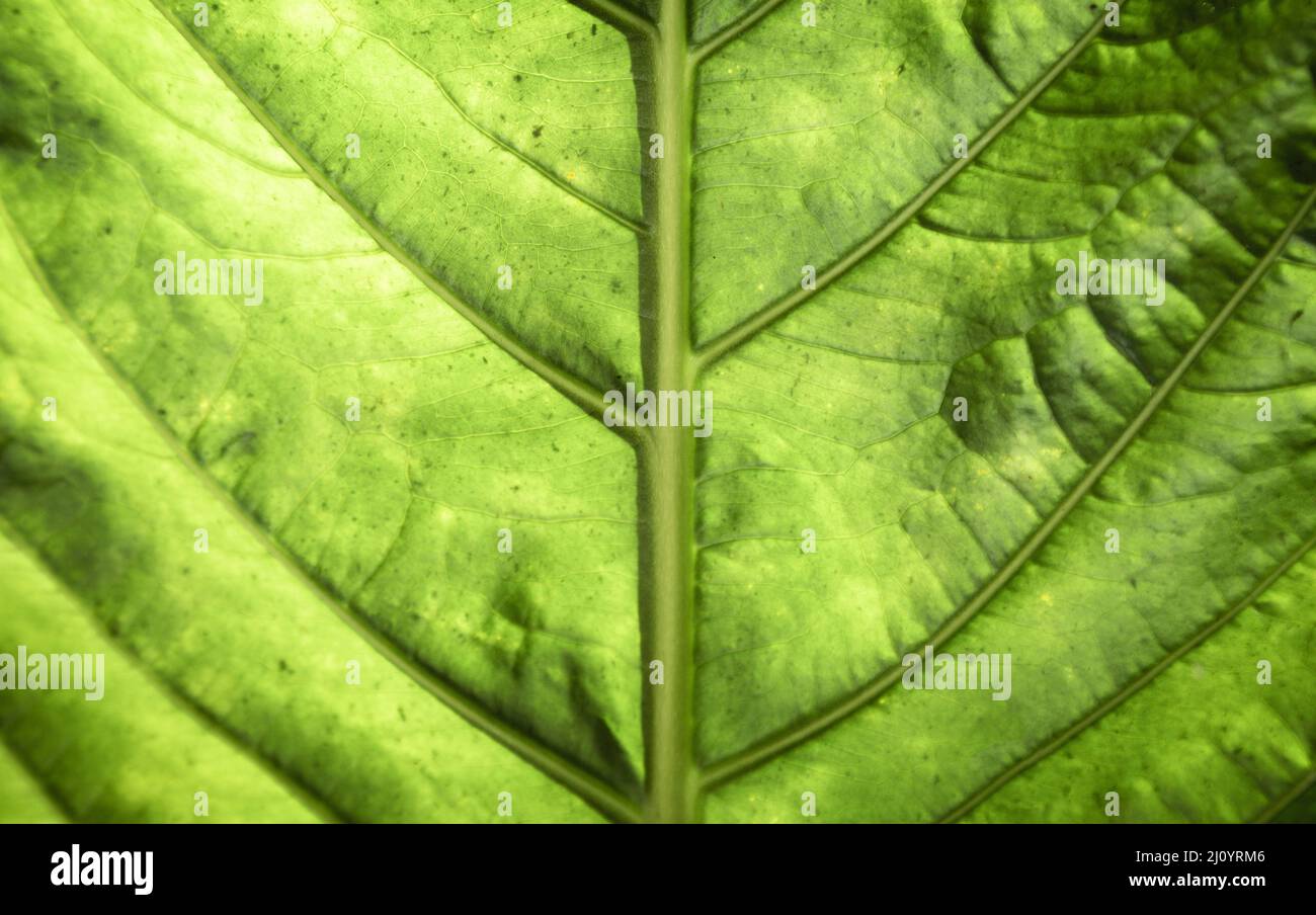Bella macro grafia foglia verde. Foto di alta qualità Foto Stock