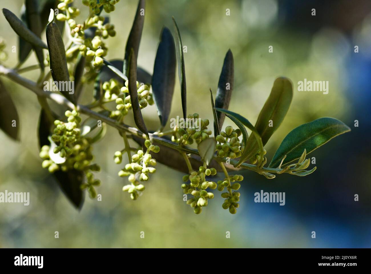 Ramoscello di olivo con foglie verdi e frutta non matura in estate in Francia. Foto Stock