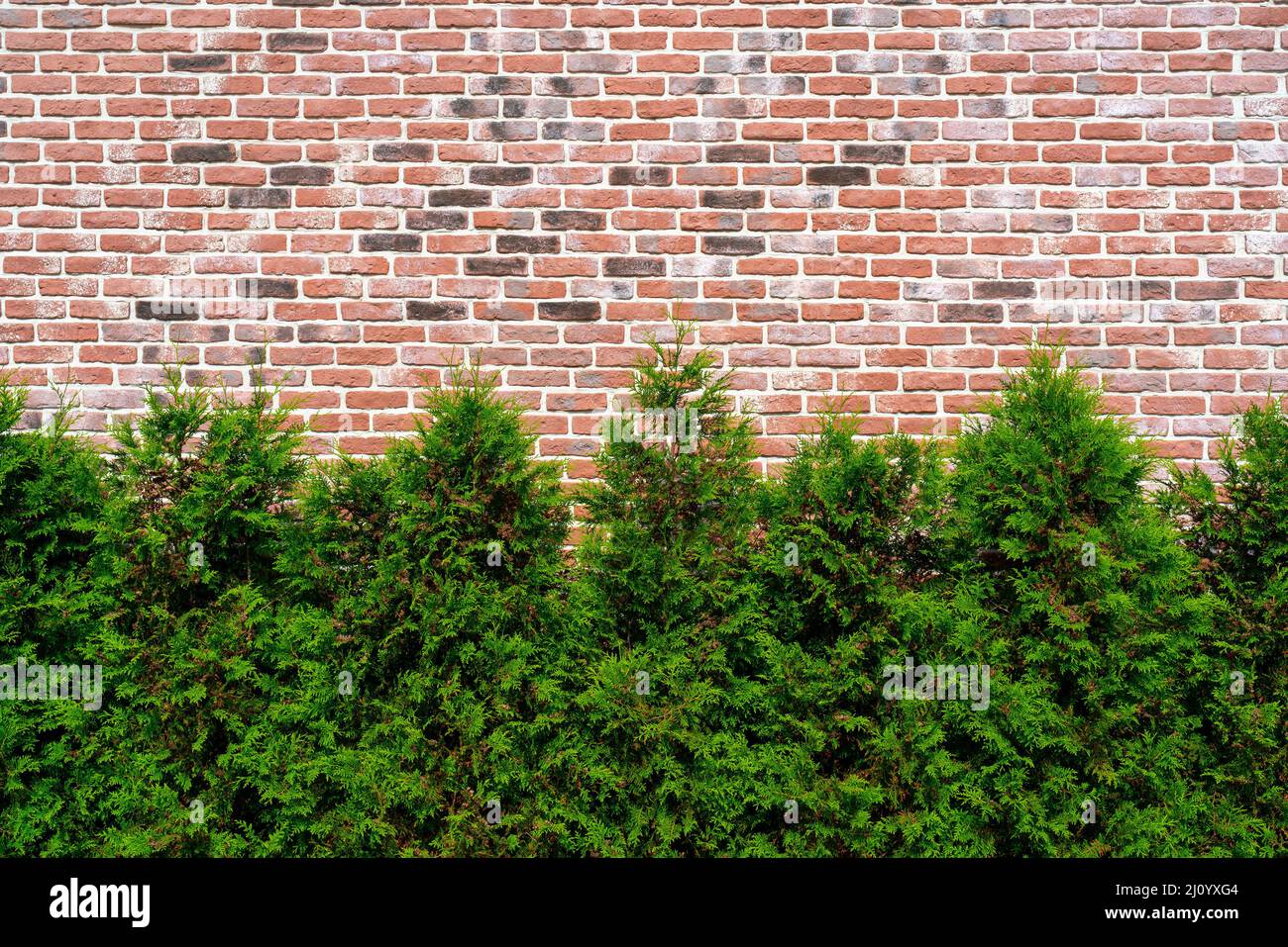 Vecchio muro rosso mattone vintage textured sfondo. Piante ornamentali contro il muro. Foto Stock