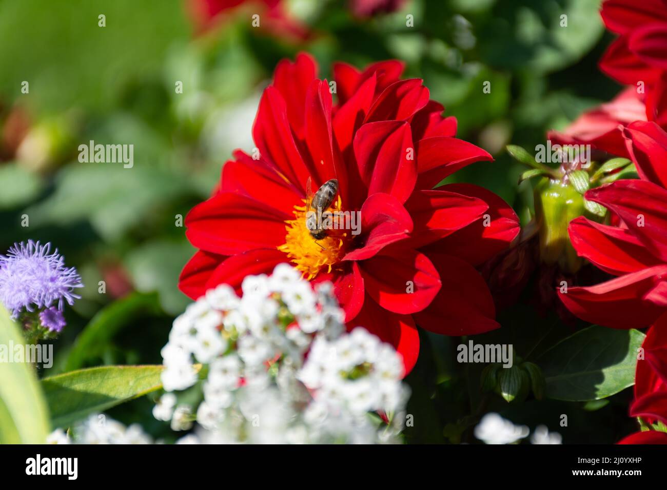Ape di Lone (Anthophila) che si alimenta su un bel fiore rosso brillante di Dahlia nel giardino. Fuoco selettivo sull'ape. Foto Stock