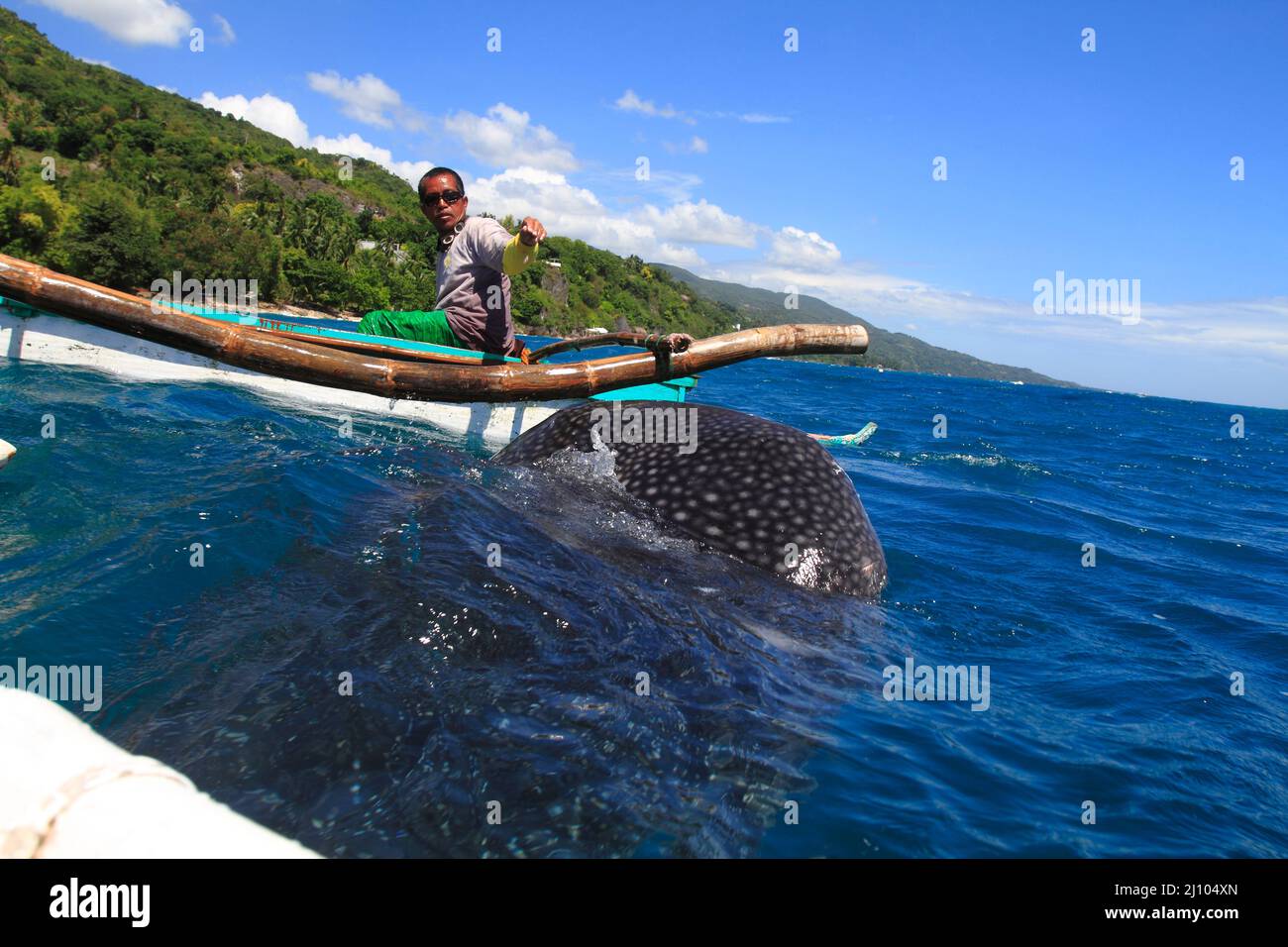 Fischerman che alimenta uno squalo balena con il krill Foto Stock