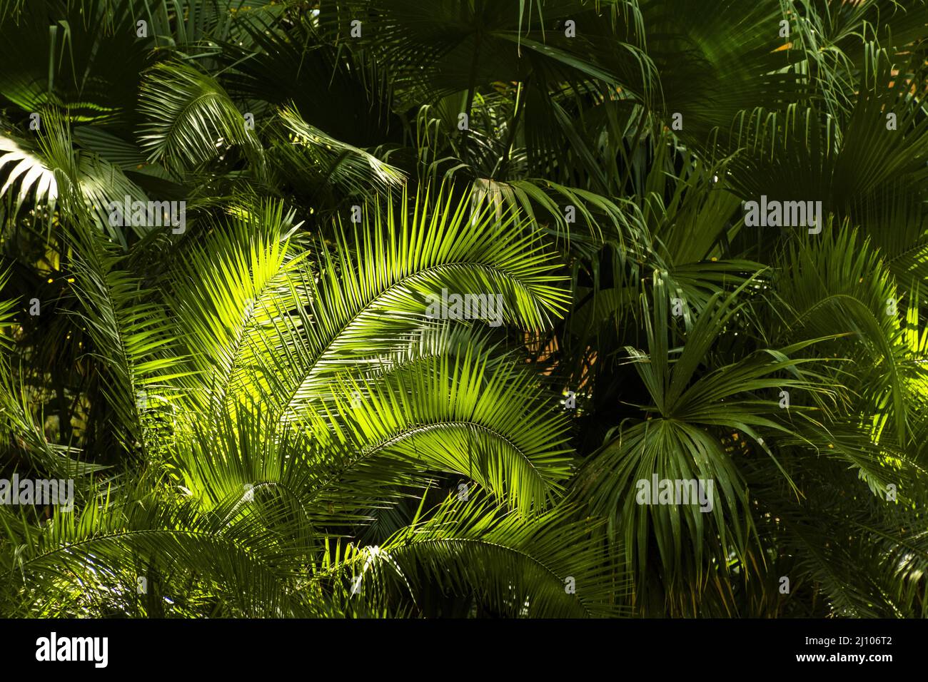 Piante tropicali verdi Foto Stock