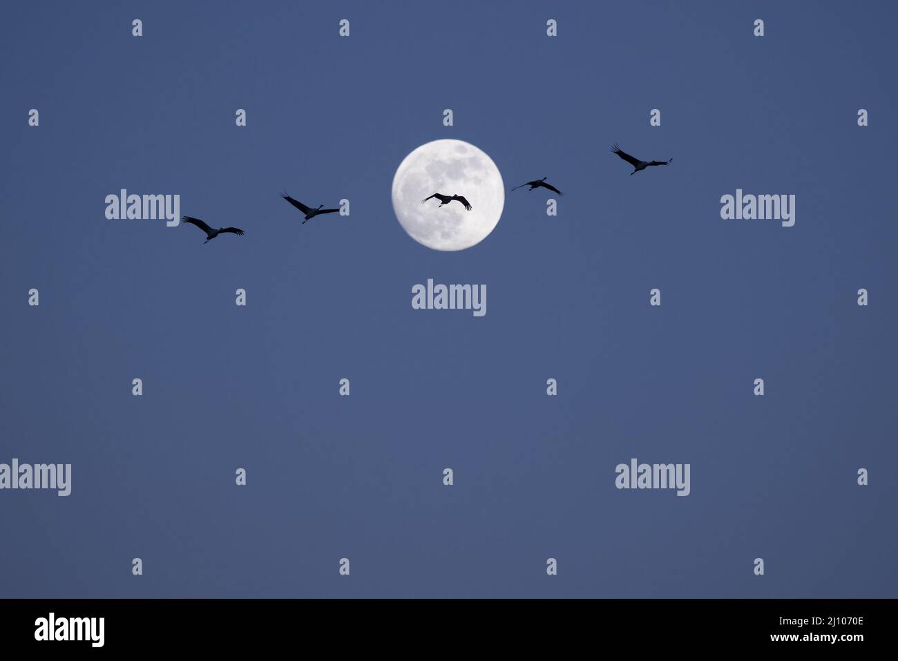 Foto di uccelli volanti contro la luna piena Foto Stock