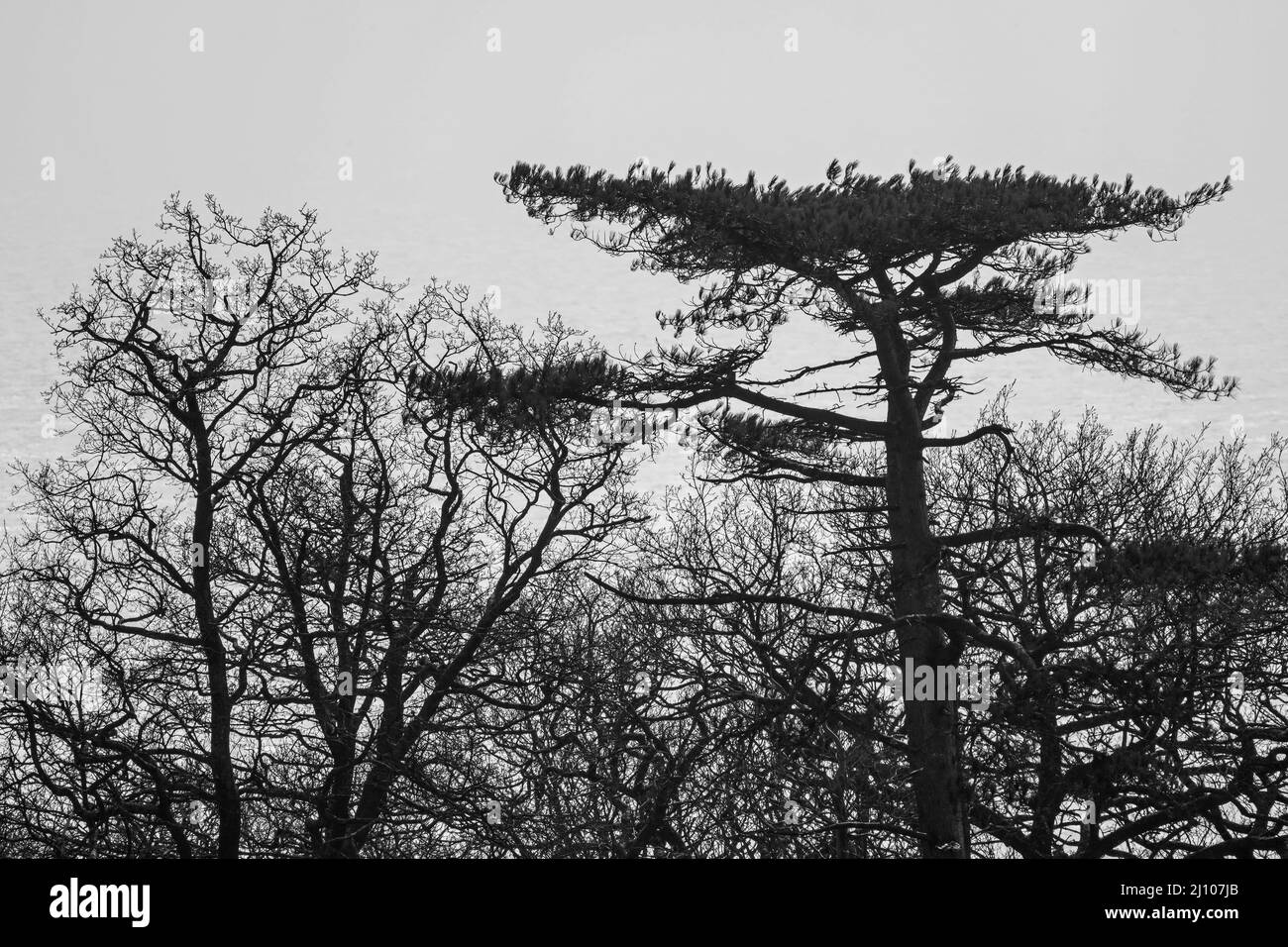 Cime degli alberi a Deer Park sul Mount Edgcumbe Country Estate, Rame, Cornovaglia Foto Stock