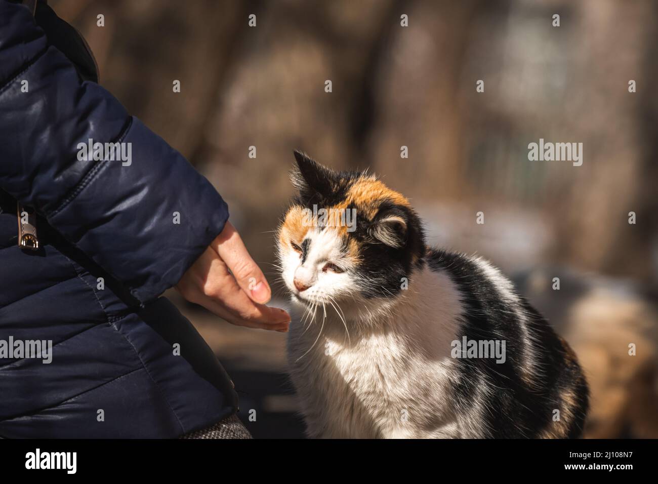 Madre di gatto vagante che prende il cibo dalla vista ravvicinata della mano umana Foto Stock