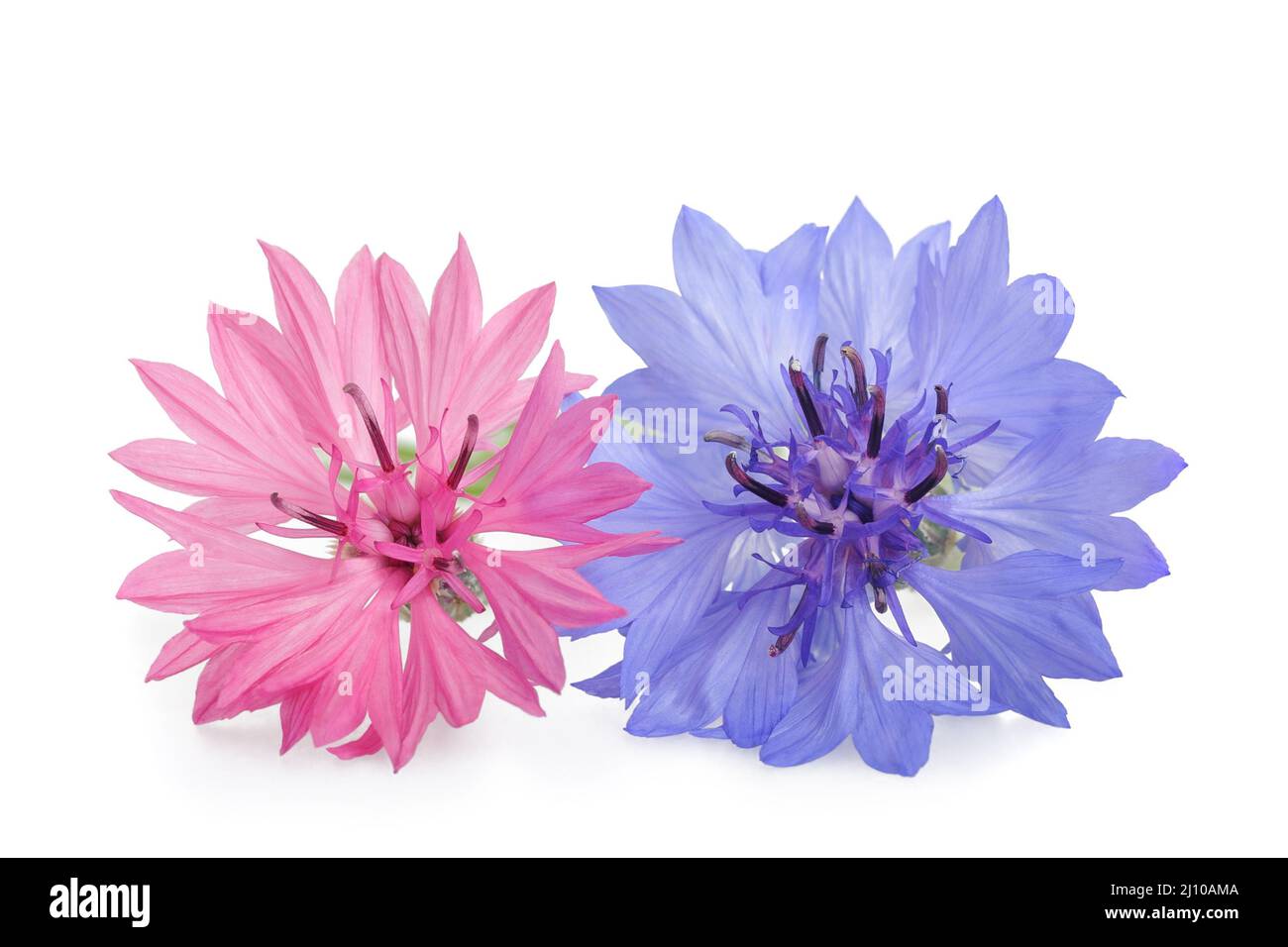 Blu e rosa Cornflowers isolato su bianco Foto Stock