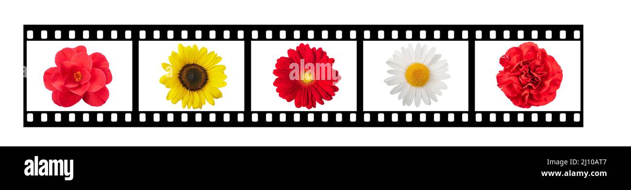 Film striep con fiori isolati su bianco Foto Stock