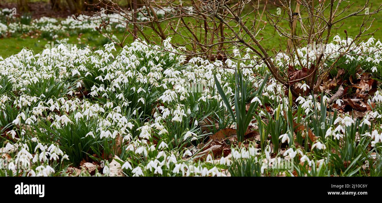 Un'ondata di gocce di neve selvatiche che fioriscono sulla brughiera nel North Yorkshire Foto Stock
