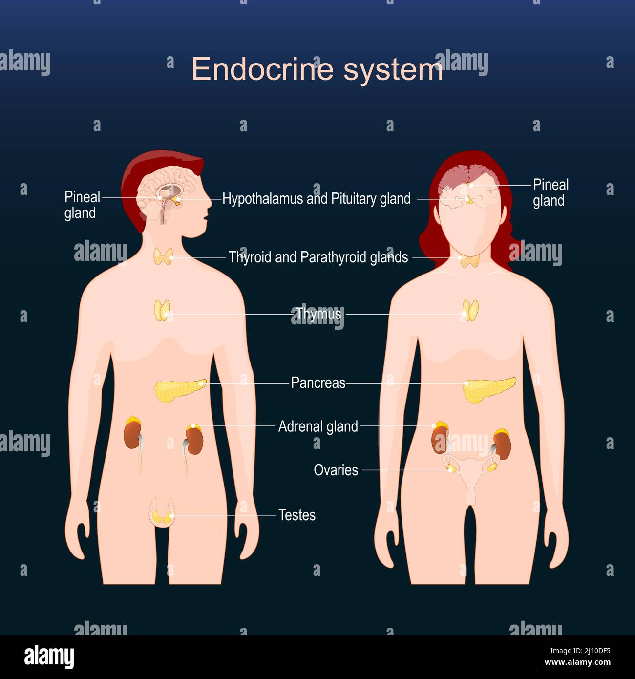 Ghiandole del sistema endocrino umano. Anatomia comparativa del corpo femminile e maschile. Poster per spiegazioni didattiche. Sfondo scuro. Vettore Illustrazione Vettoriale