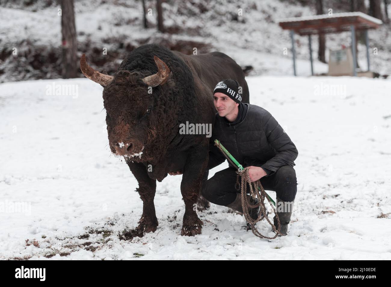 Fighter Bull sussurra, un uomo che allena un toro in una giornata invernale nevosa in un prato boschivo e lo prepara per una lotta nell'arena. Corrida Foto Stock