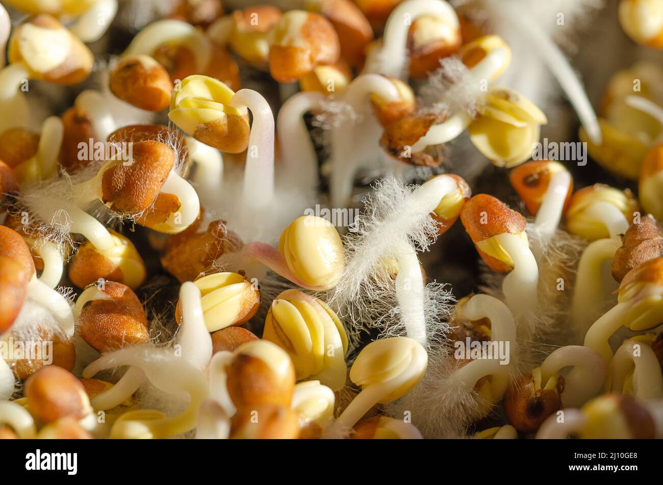 Germogli di rafano alla luce del sole, primo piano dall'alto. Raphanus sativus, giovani pianta di ravanello, germinante dai semi, con i cappotti di semi e con molte piccole radici. Foto Stock