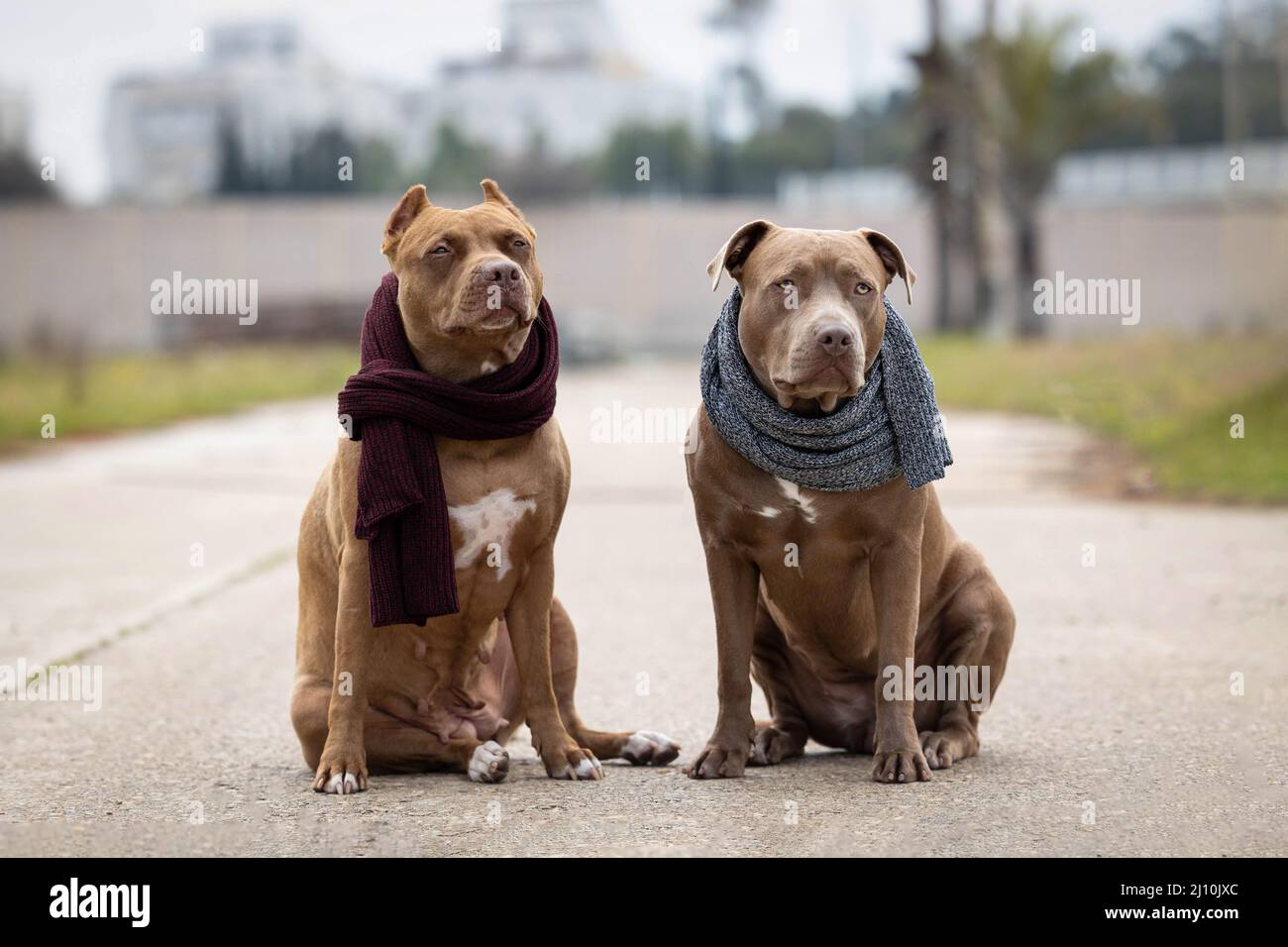 I cani indossano sciarpe in inverno Foto Stock