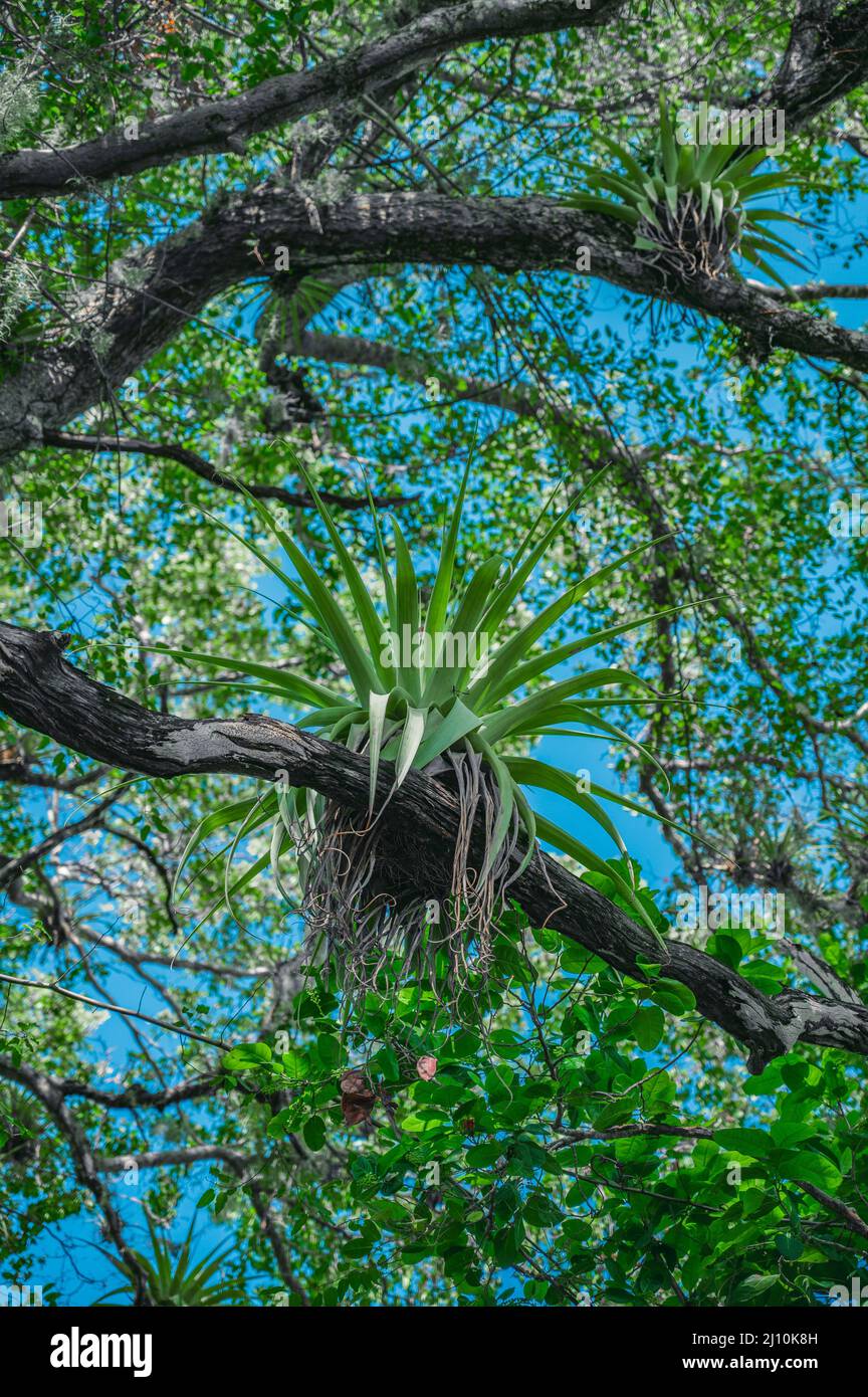 Foto scattata nella giungla della Repubblica Dominicana. I restauri epifiti crescono su un altro grande albero. Le piante epifitiche hanno relazioni simbiotiche Foto Stock