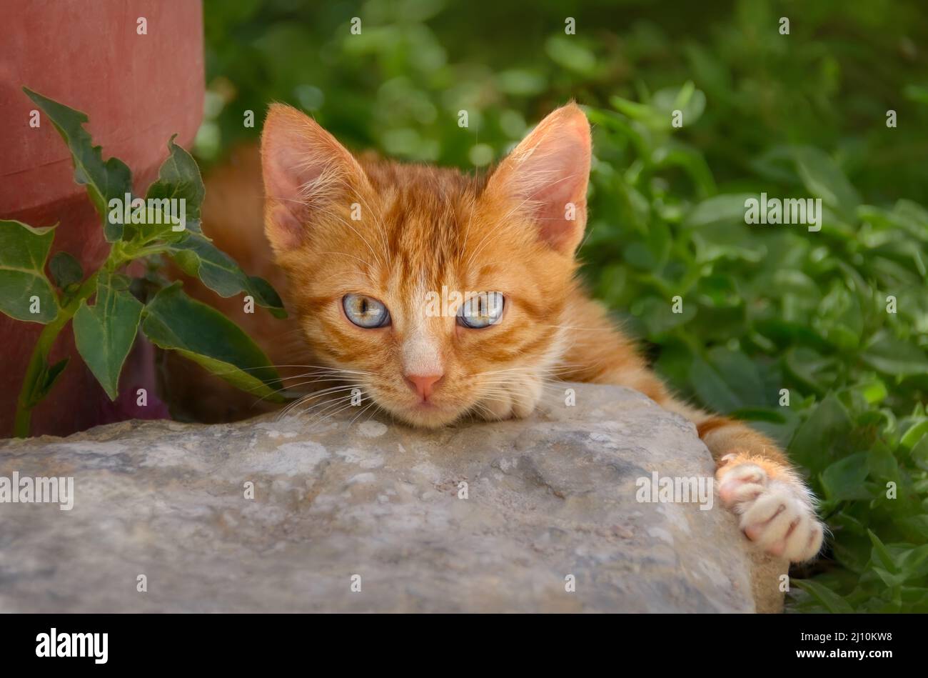 Carino gattino rosso tabby gatto poggiato su una parete rocciosa e guardando attentamente con gli occhi blu bello colorato, Grecia Foto Stock