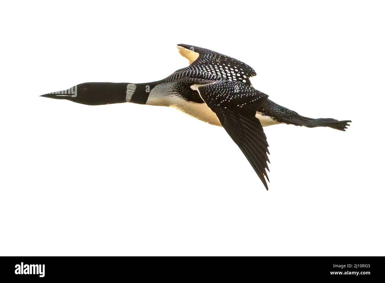 loon comune in volo contro il cielo bianco Foto Stock