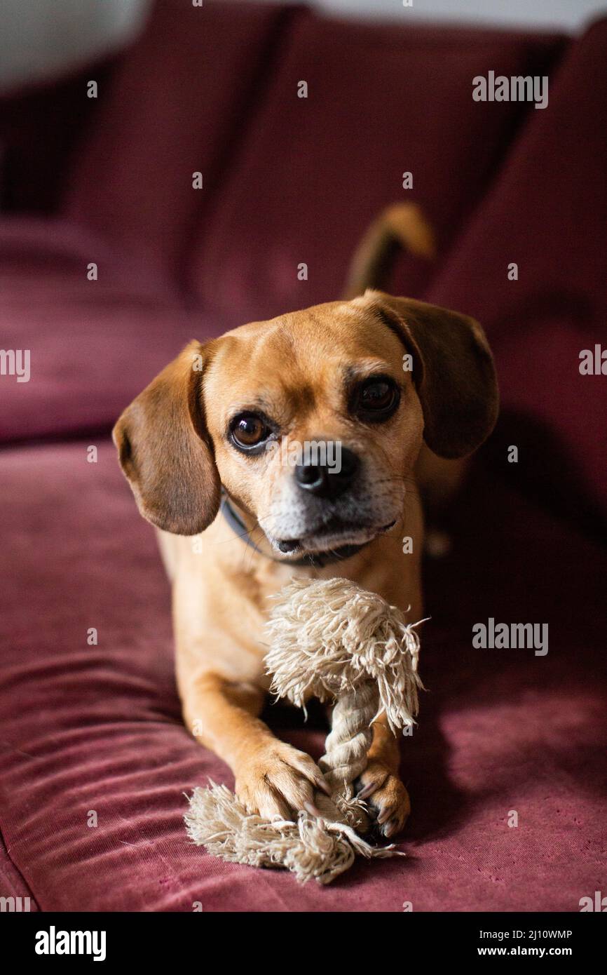 Un pugle seduto su un divano con un giocattolo a corda Foto Stock