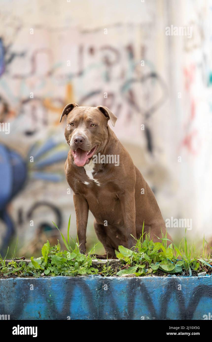 Un pit bull cane seduto su uno sfondo graffiti Foto Stock