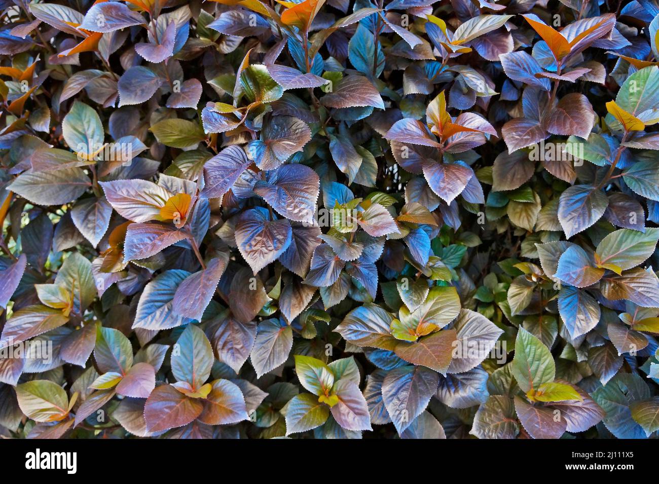 Little Ruby o Red Hots brasiliani (Alternanthera dentata) Foto Stock