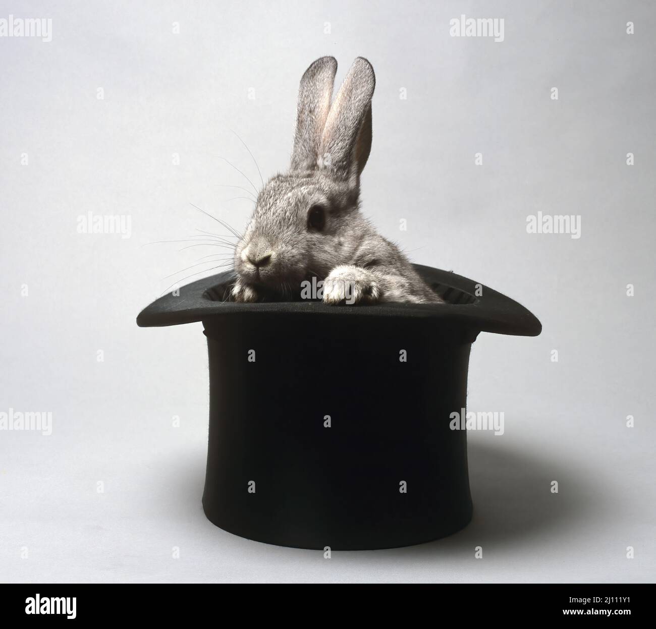 Kaninchen schaut aus dem Zylinder Foto Stock