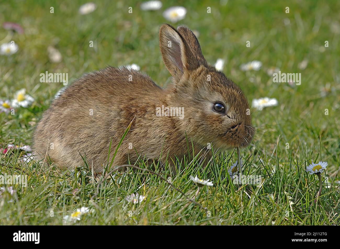 Hase, junger Hase auf einer Frühlingswiese, Häschen Foto Stock
