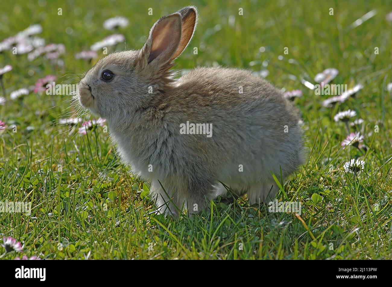 Hase, junger Hase auf einer Frühlingswiese, Häschen Foto Stock