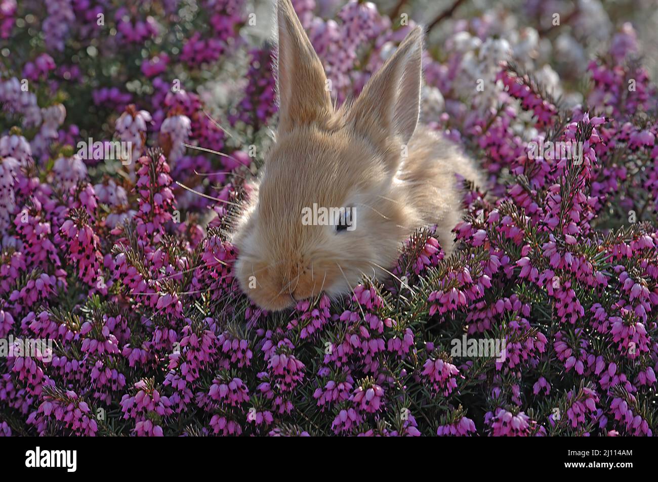 Kleiner brauner Hase versteckt sich in einer blühenden Heidekraut Pflanze, zwei Hasen Foto Stock