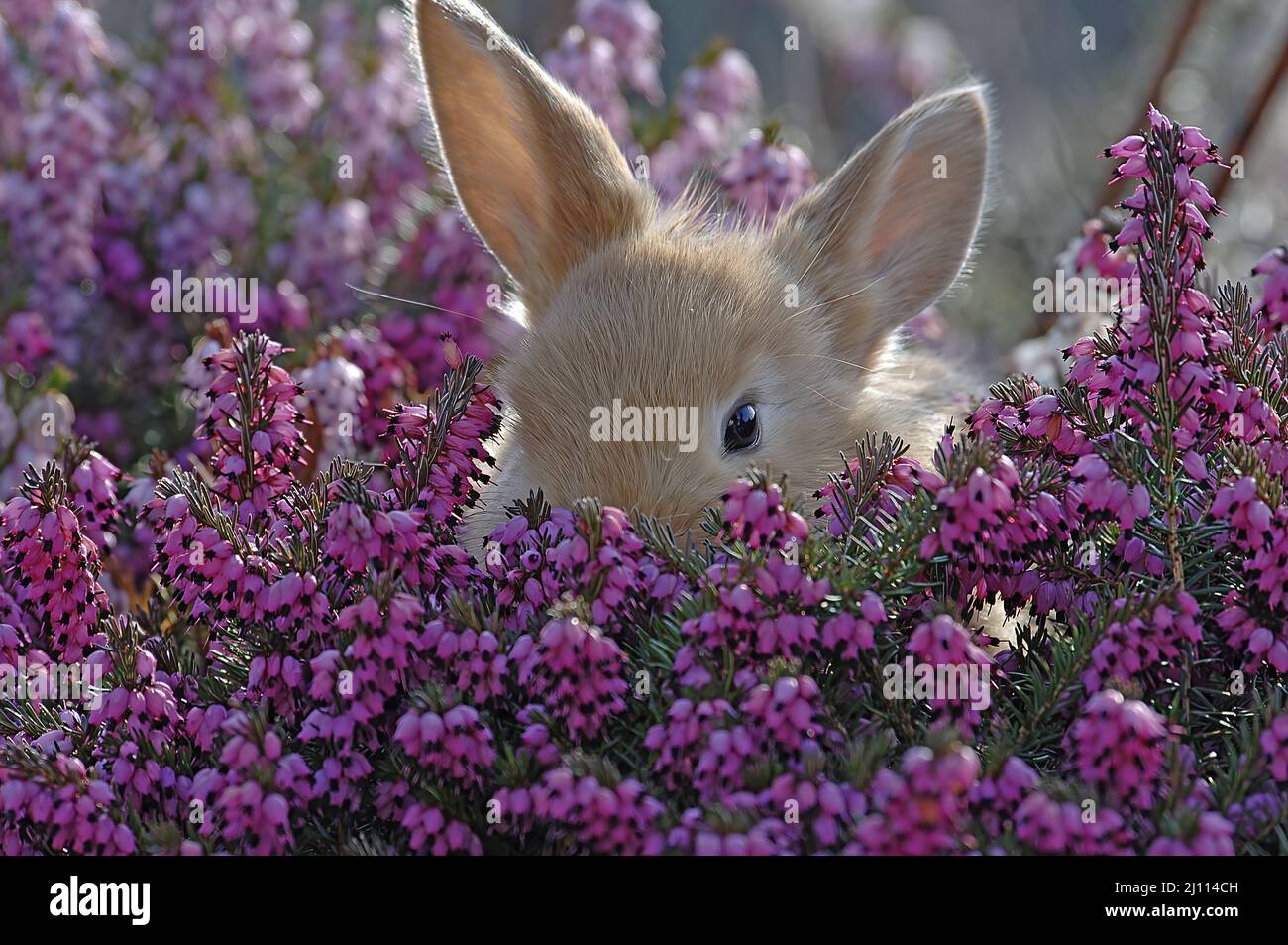 Kleiner brauner Hase versteckt sich in einer blühenden Heidekraut Pflanze Foto Stock