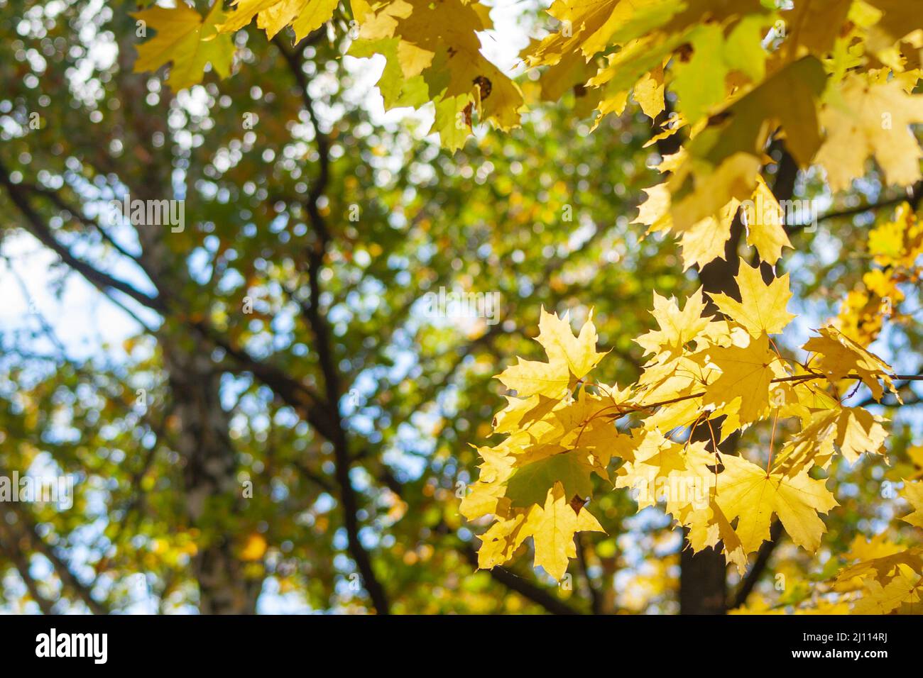 Giallo foglie di acero bello in una giornata di sole d'autunno Foto Stock