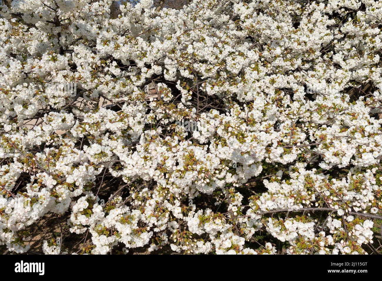 Ciliegio con fiori bianchi in piena fioritura nel Jardin des Plantes di Parigi Foto Stock