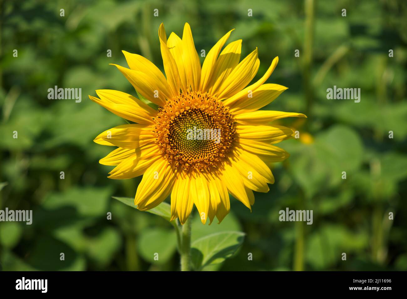 Grande girasole, primo piano. Fiore giallo. Foto Stock