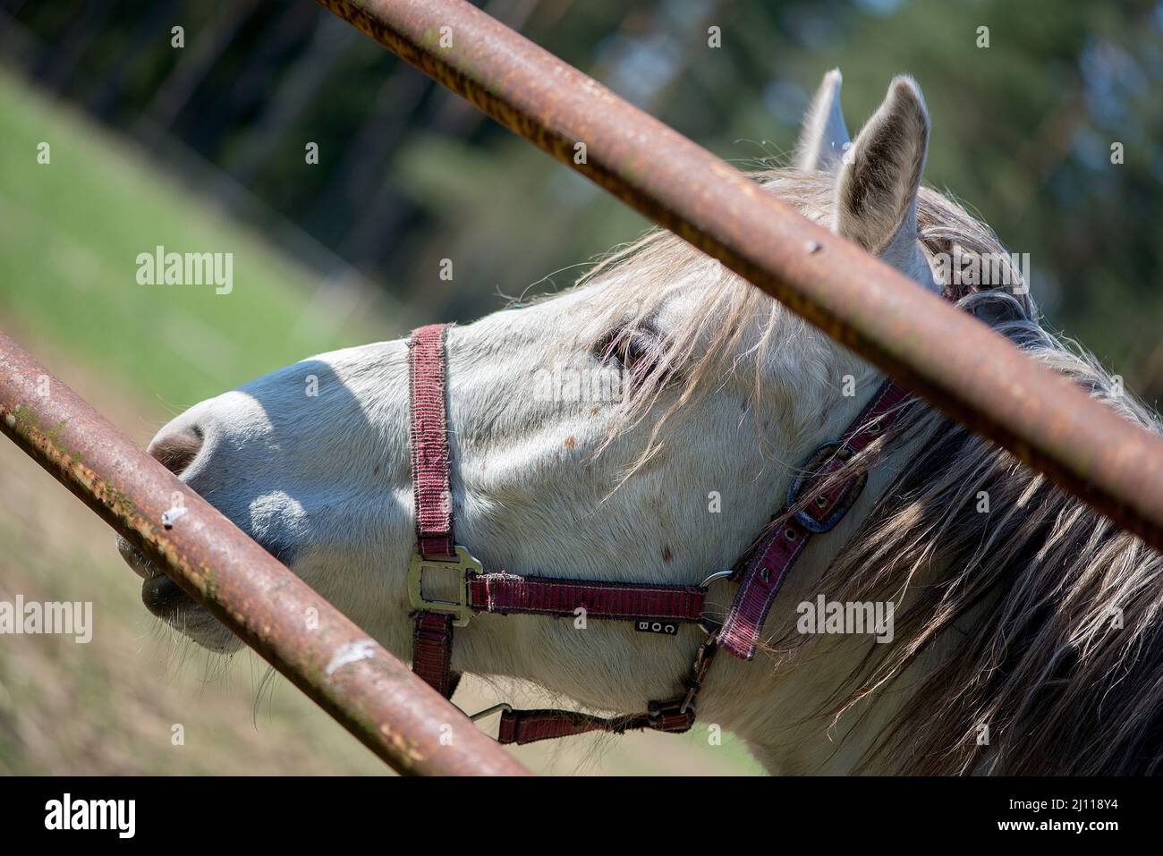 Primo piano poco profonda messa a fuoco foto della testa di un cavallo bianco domestico tra tubi di acciaio di una recinzione Foto Stock