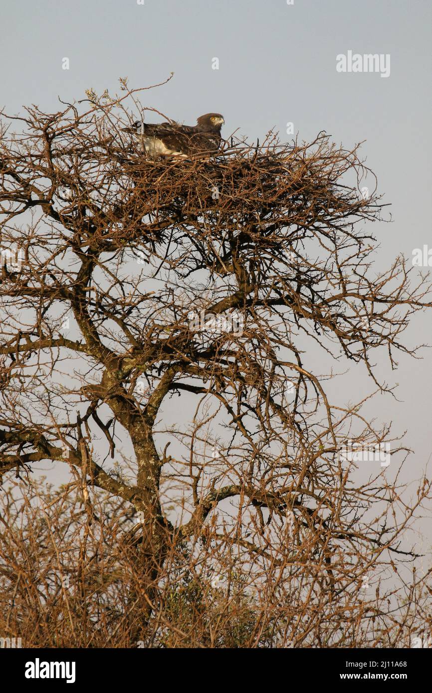 Black-Chested Snake Eagle sul nido, Kruger National Park Foto Stock