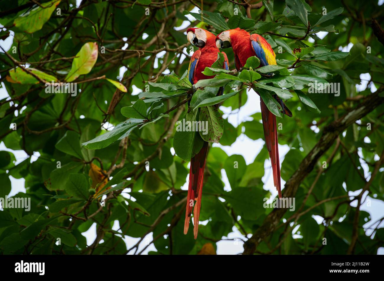 Coppia di Scarlet macaw (Ara macao), Parco Nazionale di Corcovado, penisola di Osa, Costa Rica, America Centrale Foto Stock