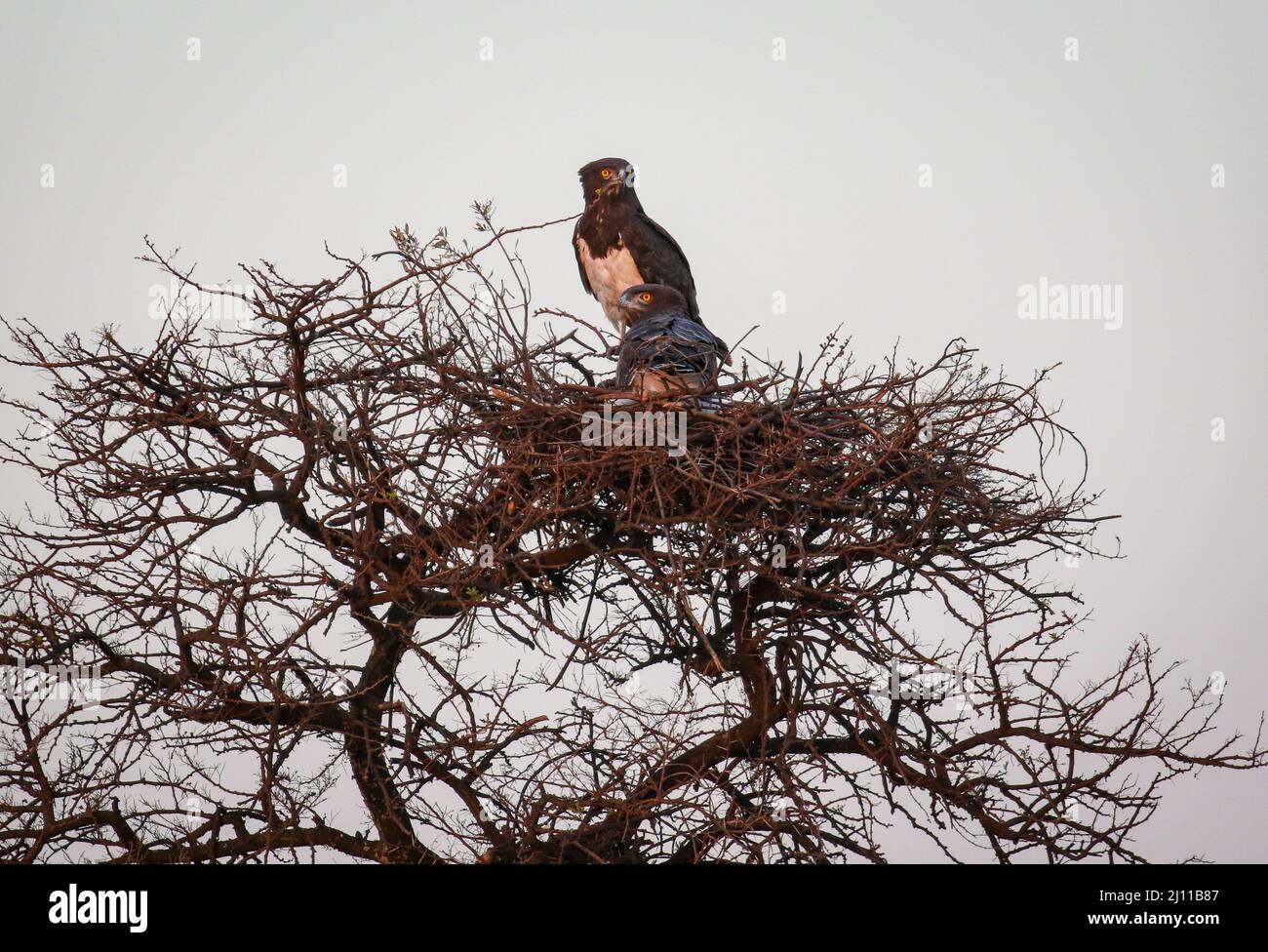 Coppia di aquile di serpenti dal cetriolo nero sul nido, il Parco Nazionale di Kruger Foto Stock