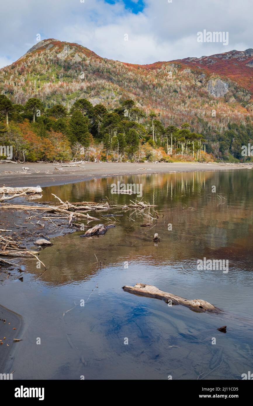 Lago Huinfuca in autunno. Parco Nazionale di Villarrica. Regione di Araucania. Cile. Foto Stock
