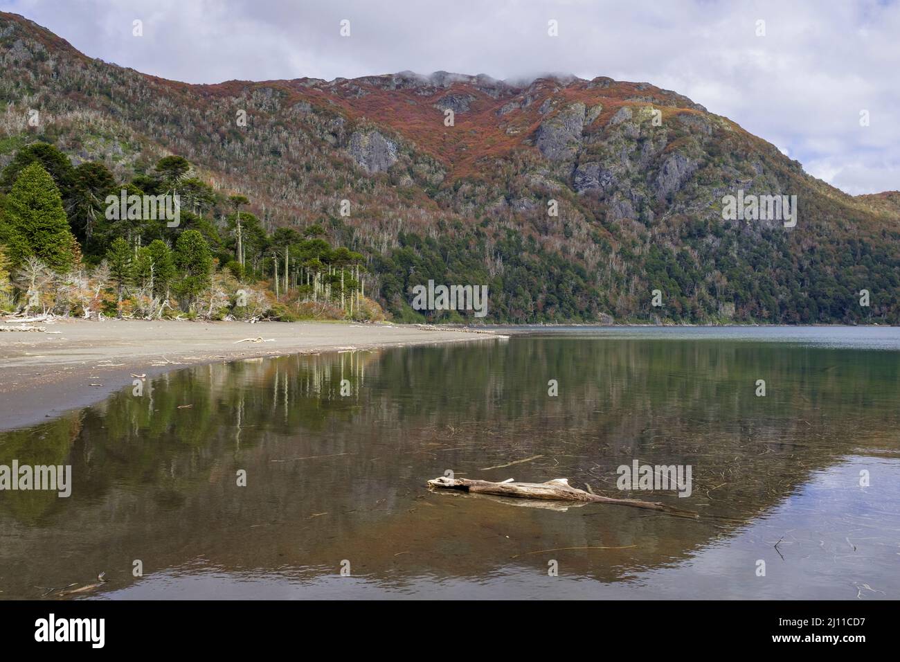 Lago Huinfuca in autunno. Parco Nazionale di Villarrica. Regione di Araucania. Cile. Foto Stock