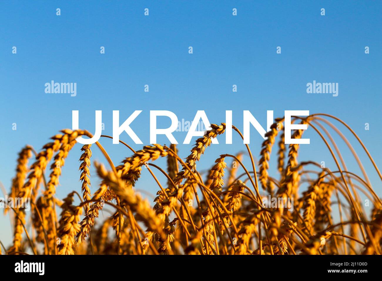 Guerra Ucraina. Campo di grano dorato contro il cielo blu spike di grano e cielo blu close-up. Un campo d'oro. Bella vista. Simbolo di raccolto e fertilità Foto Stock