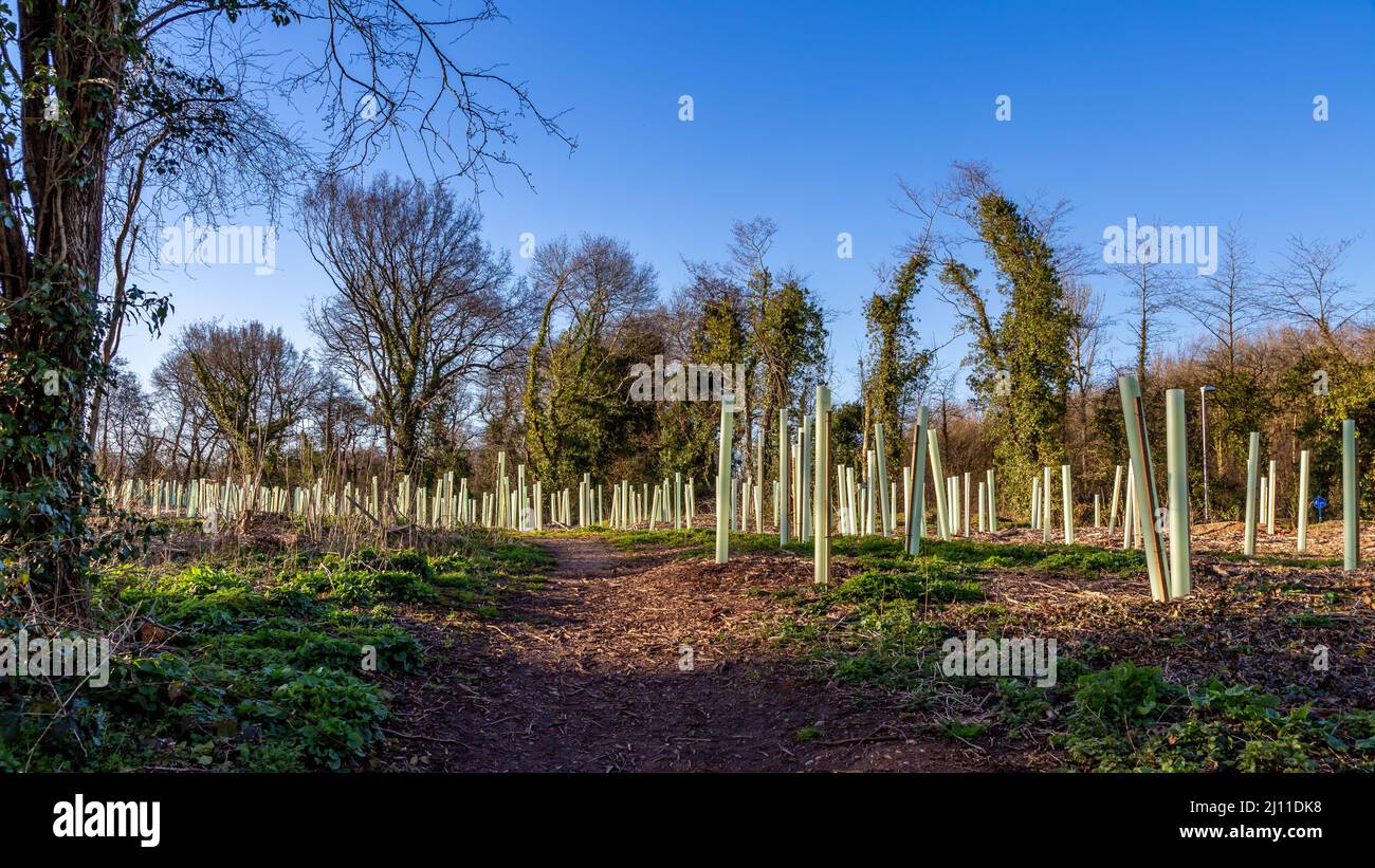 Nuova piantagione di Ipsley Mill Pond a Redditch, Worcestershire. Foto Stock