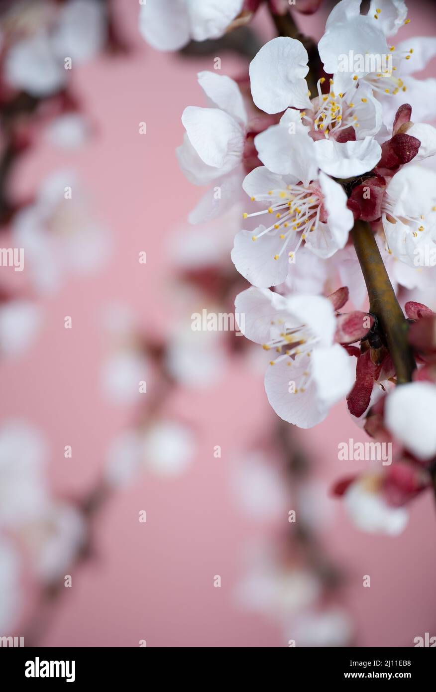 L'albicocca fiorisce in primavera su sfondo rosa. Modello per cartoline, biglietti d'auguri, riviste per giardino e natura. Foto Stock