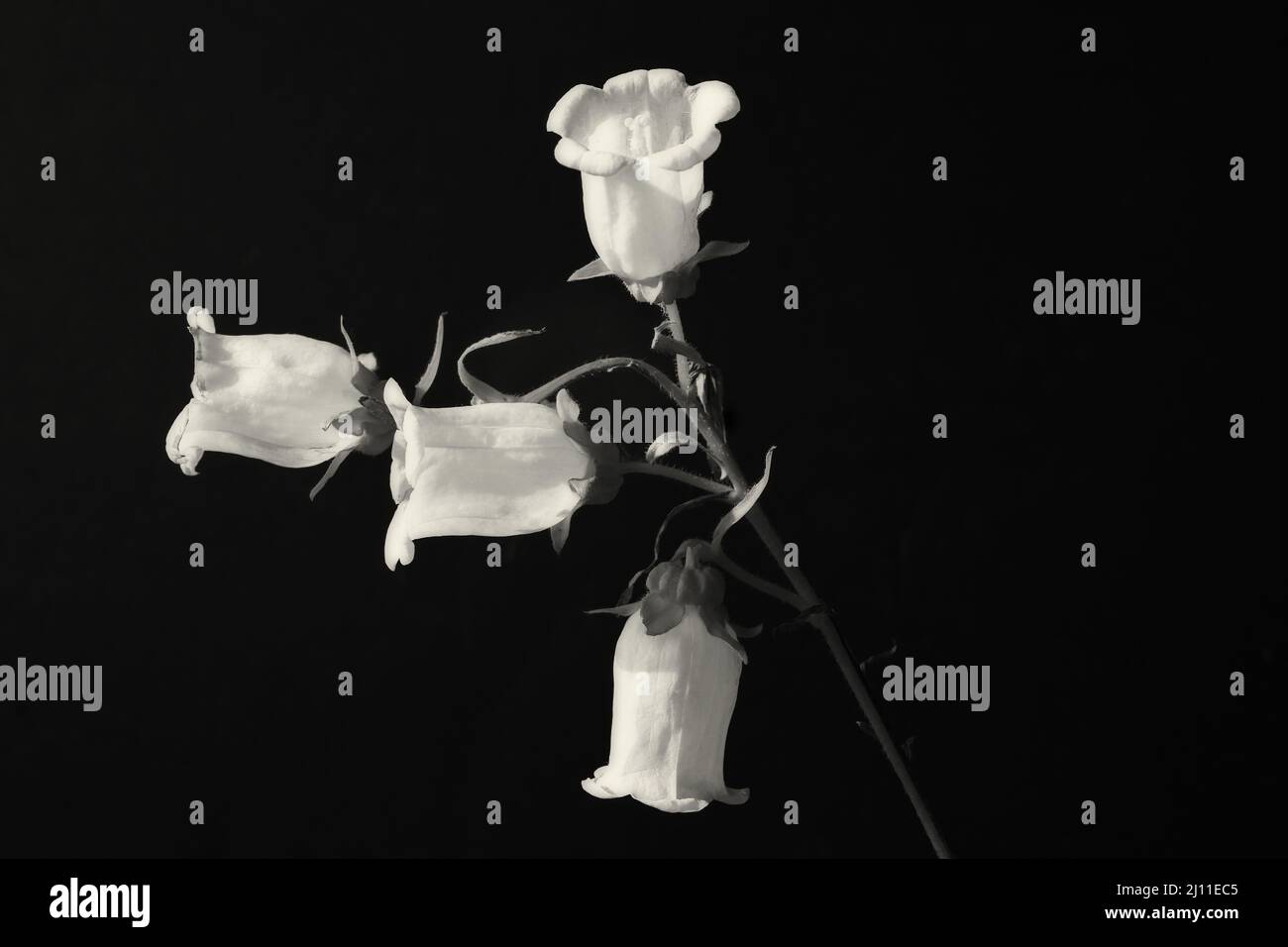 Primo piano di fiori artificiali bianchi e neri Foto stock - Alamy