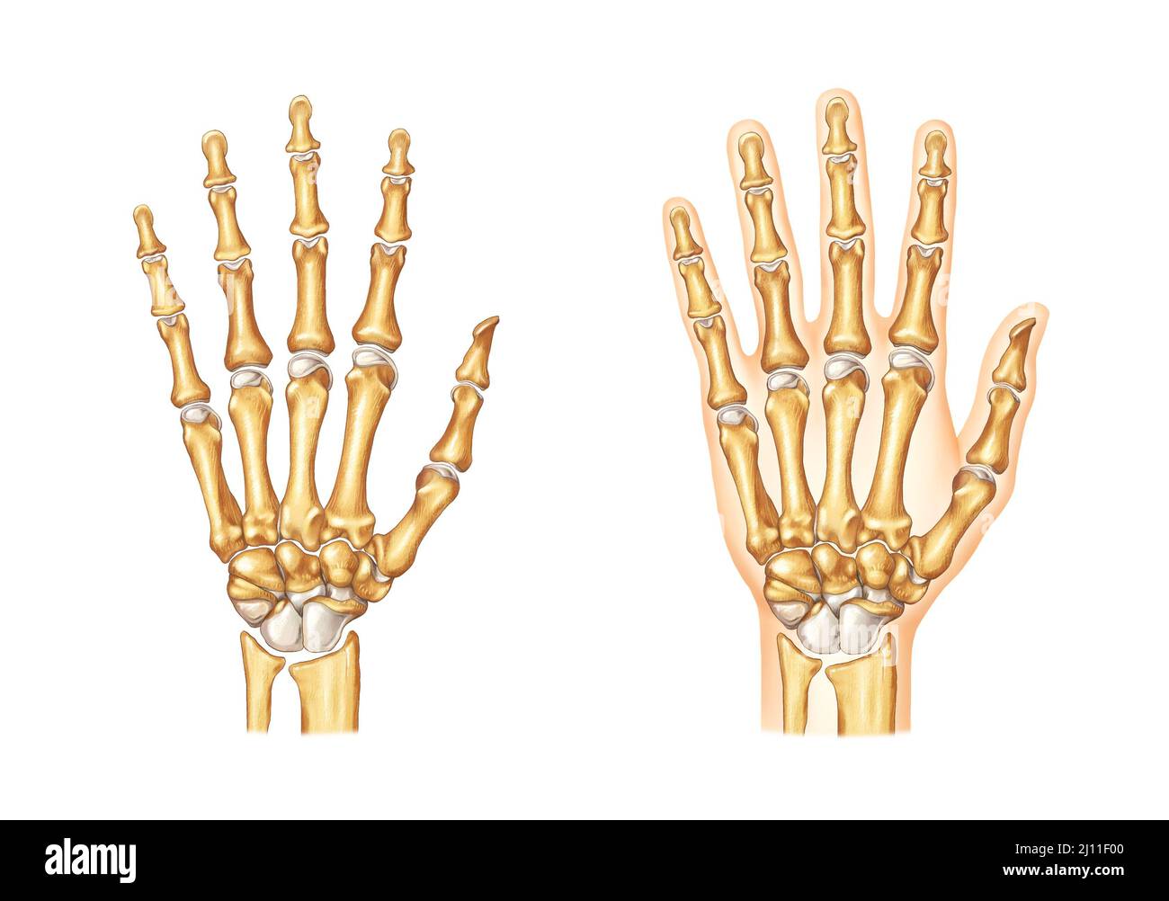 illustrazione realistica della dissezione delle mani e delle ossa Foto Stock