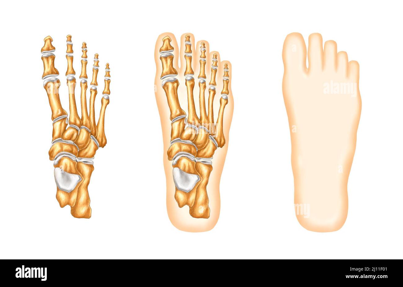 Illustrazione realistica della struttura e dell'anatomia dei piedi Foto Stock