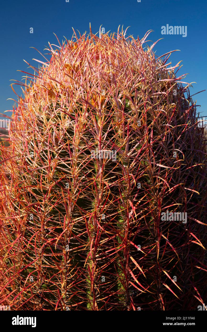 California barile cactus (Ferocactus cylindraceus) vicino Willow Wash, Mojave Wilderness, Mojave National Preserve, California Foto Stock