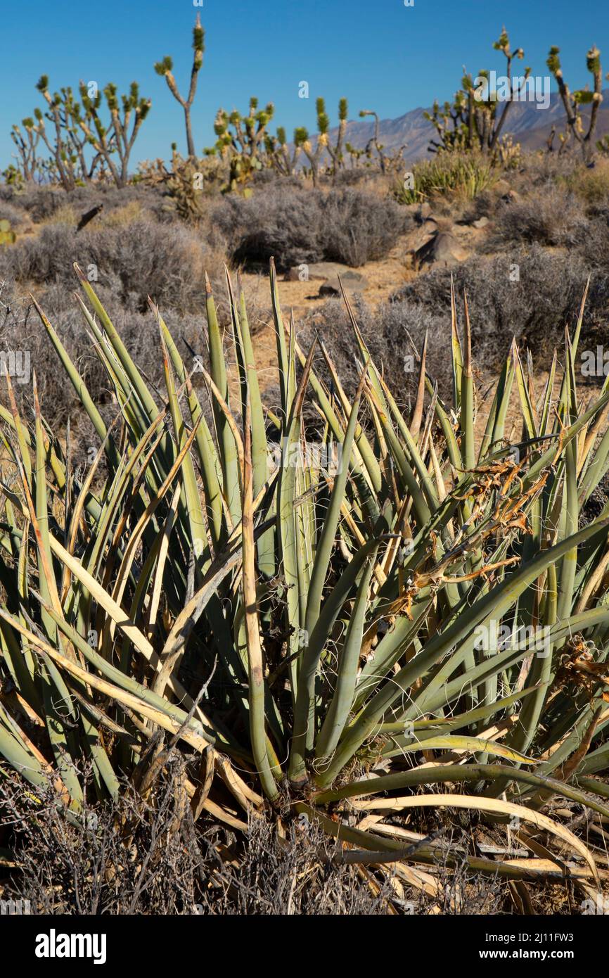 Banana yucca (yucca baccata) con albero di Joshua (Yucca brevifolia), Mojave National Preserve, California Foto Stock