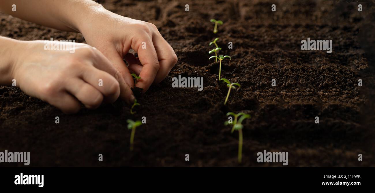 L'agricoltore pianta germogli nel terreno. Coltivando semi vegetali su terreno di seme in metafora giardinaggio, concetto di agricoltura Foto Stock