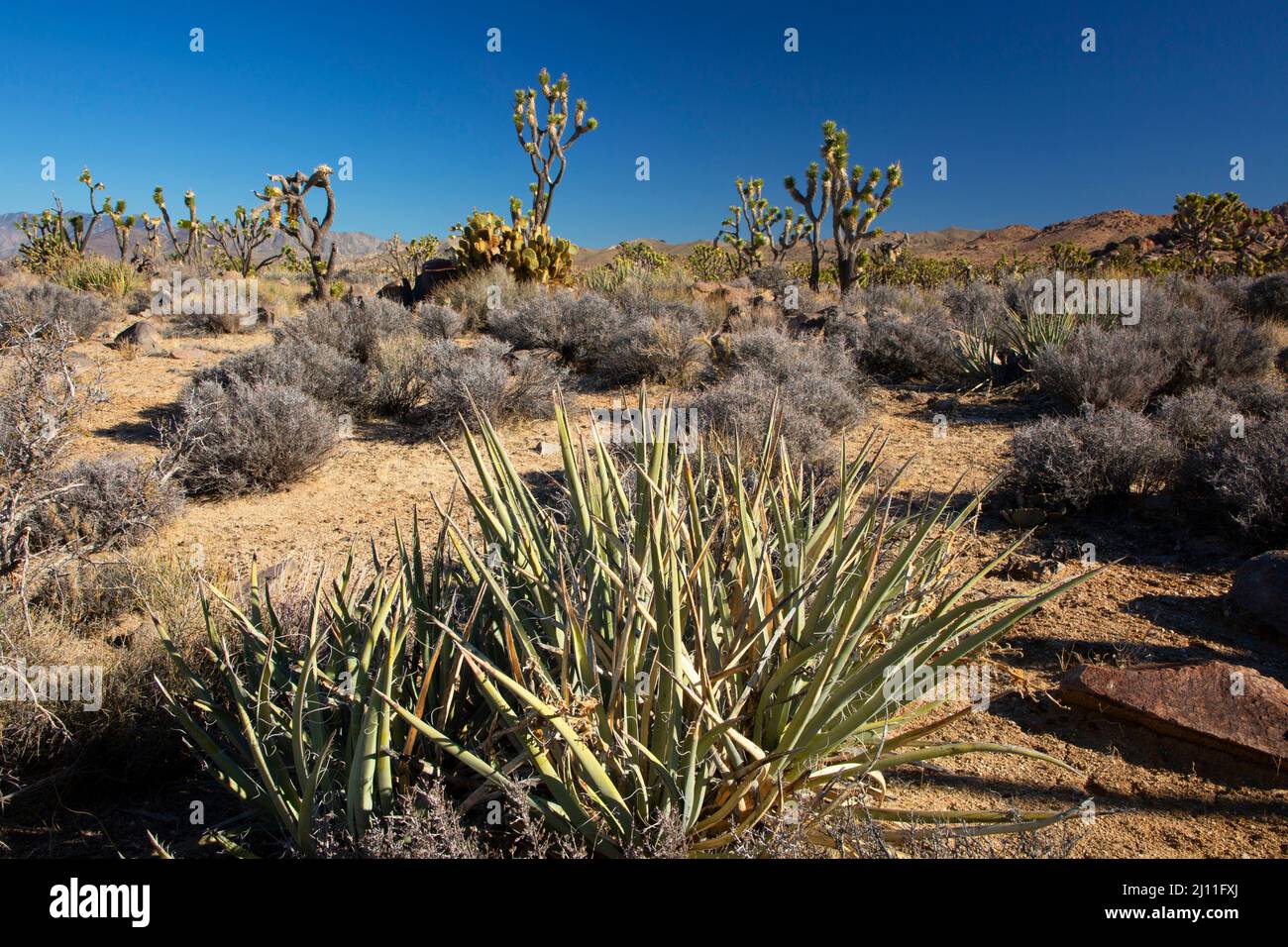 Banana yucca (yucca baccata) con albero di Joshua (Yucca brevifolia), Mojave National Preserve, California Foto Stock