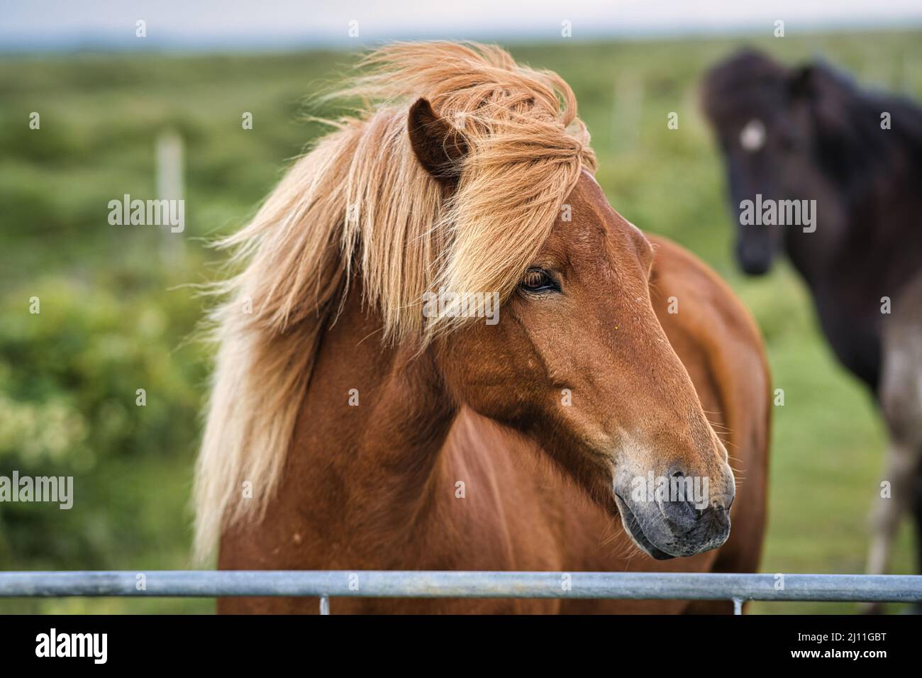 cavalli islandesi in un paddok Foto Stock