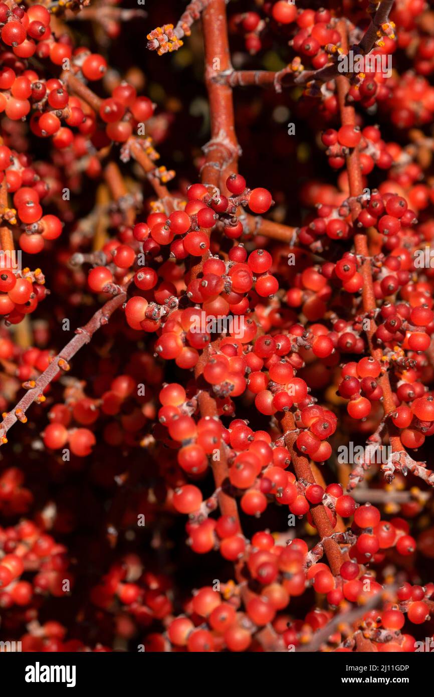 Bacche di mistletoe a Mesquite in Granite Mountains, Mojave National Preserve, California Foto Stock